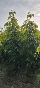 Ashoka Pendula Plants