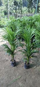 Areca Palm Plants