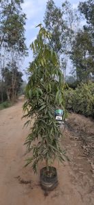 Ashoka Pendula Plants