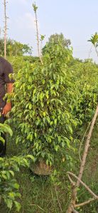 Black Ficus Plants