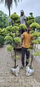 Bottle Brush Tapori Plants