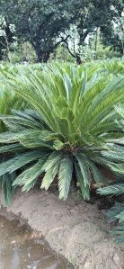 Circus Palm Plants