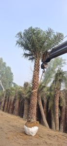 Date Palm Plants