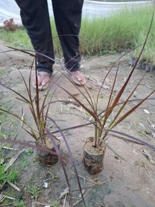 Fountain Grass Green and Red Plants