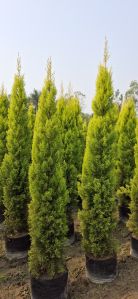 Golden Cypress Plants