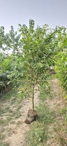 Green Ficus Plants