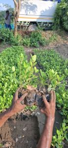 Longan Grafted Plants