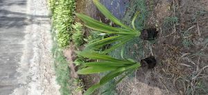 Spider Lily Plants