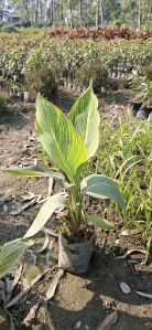 Variegated Cena Plants