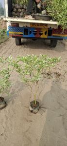 Variegated Chandni Plants