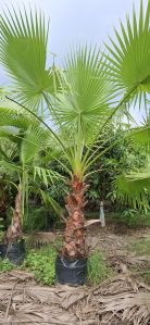 Washingtonia Palm Plants