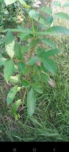 Assames Mahogany Plant