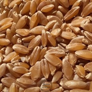 Durum Wheat
