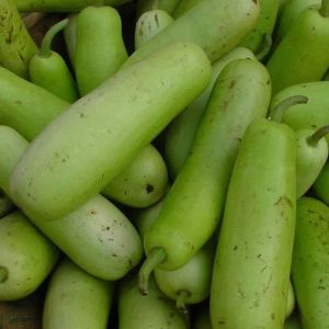 Fresh Sweet Gourd