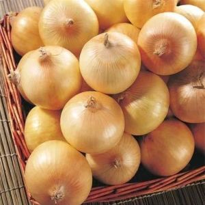 Fresh Yellow Onion