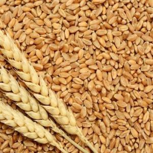 Raw Wheat