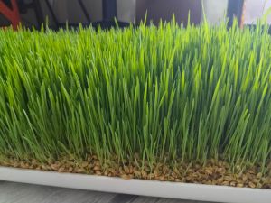 Natural Wheatgrass