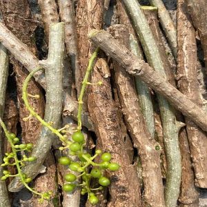 Herb Immunity Giloy Stem