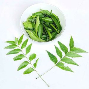 Fresh Neem Leaves