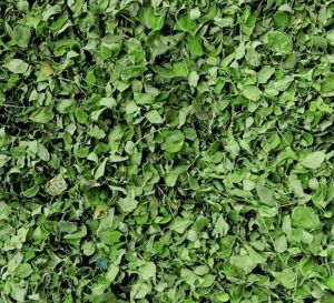 Organic Dry Moringa Leaves