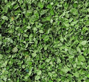 Organic Dry Moringa Leaves