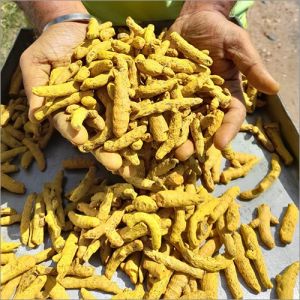 Yellow Turmeric Finger