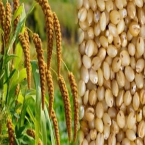 Organic Foxtail Millet