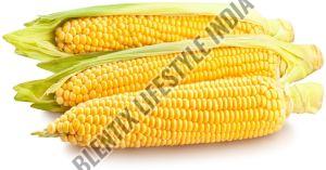 Yellow Corn Maize