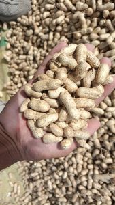 Shelled Groundnuts