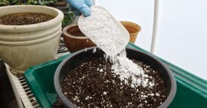 Agricultural Perlite