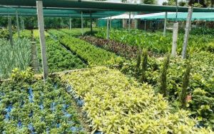 Nursery Plants