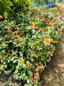 Rose Plant