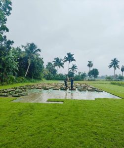 Selection Grass