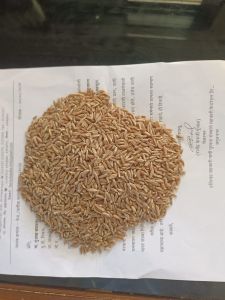 Organic Khapli Wheat