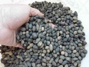 Goat Manure Fertilizer