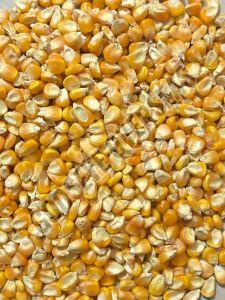 Maize Seeds