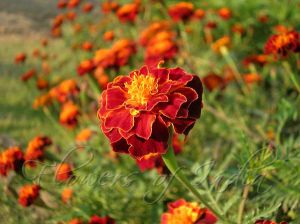 Dried Marigold Petals