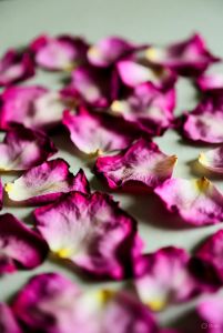 Dry Rose Petals