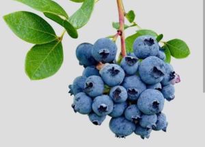 A Grade Fresh Blueberry