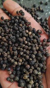 Bold Black Pepper Seeds