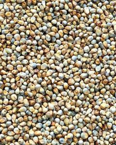 Pearl Millet Seeds