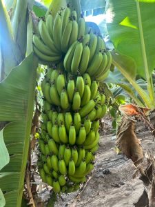 Fresh Banana