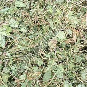 Dried Centella Asiatica Leaves