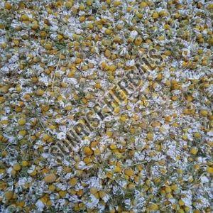 Dried Chamomile Flower
