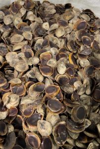 Brown Onycha Operculum Seashell