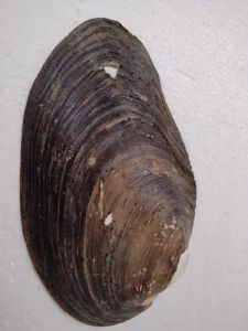 Freshwater Pearl Shells