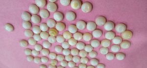 Half Round Mop Shell Nucleus