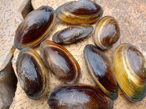 Oval Natural River Shell