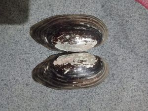 Oval Natural River Shell