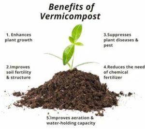 25 Kg Vermicompost Fertilizer